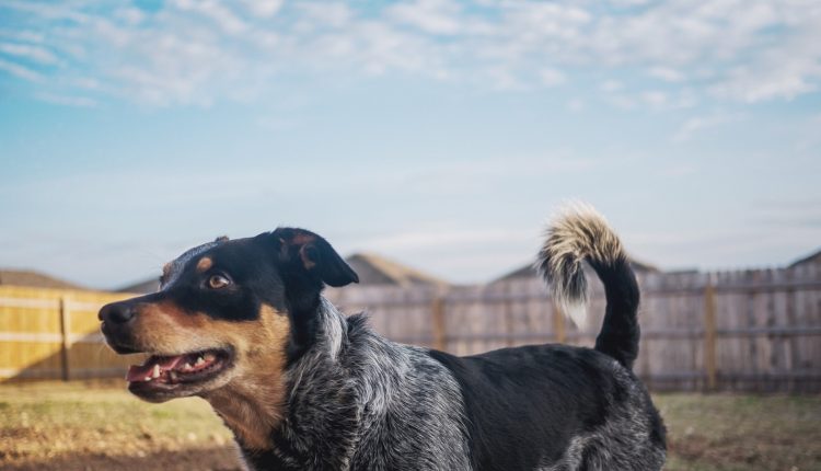 Австралийская пастушья собака