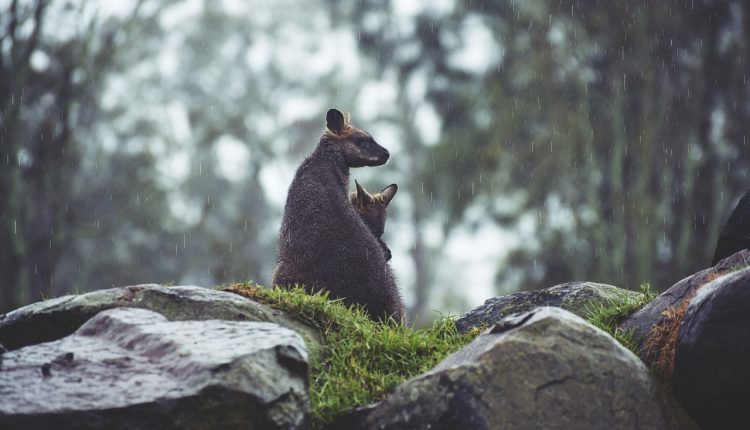 Флора и фауна в Австралии