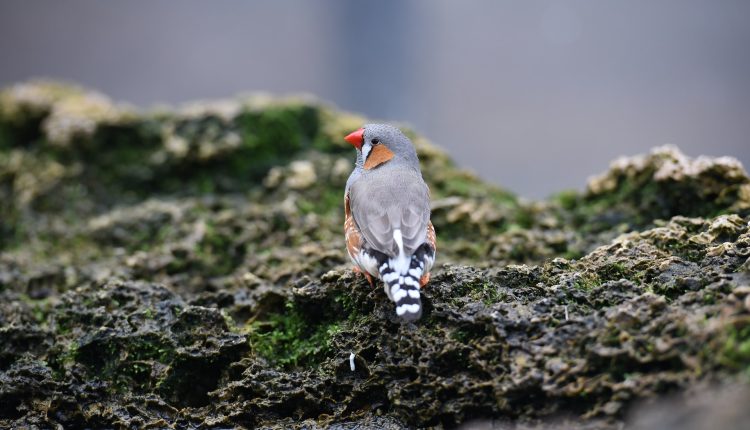 Птица амадина