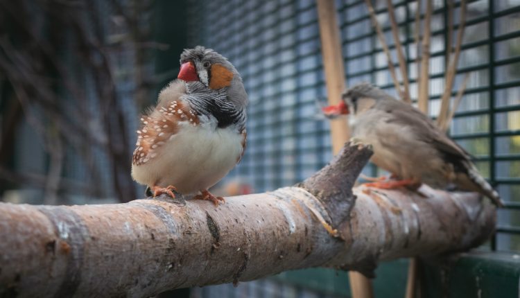 Птица амадина