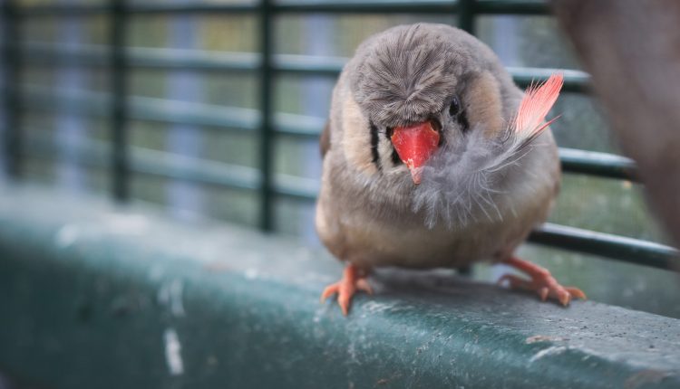 Птица амадина