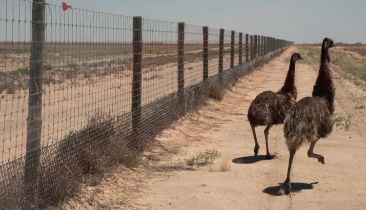 стена в австралии