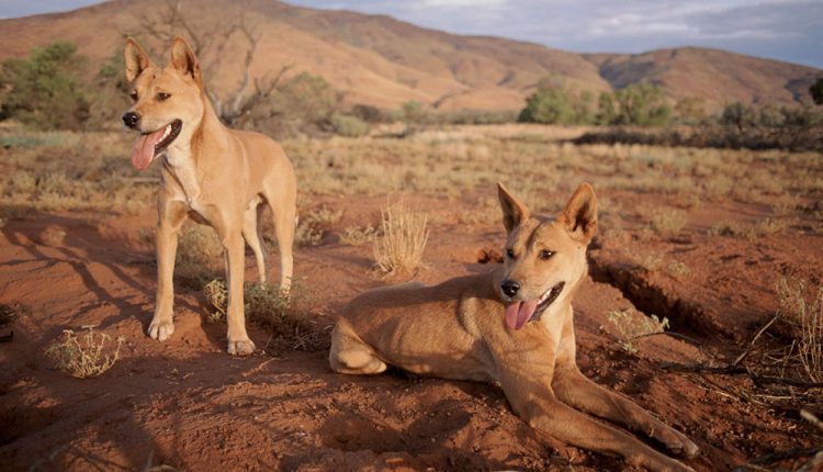 Стена в Австралии