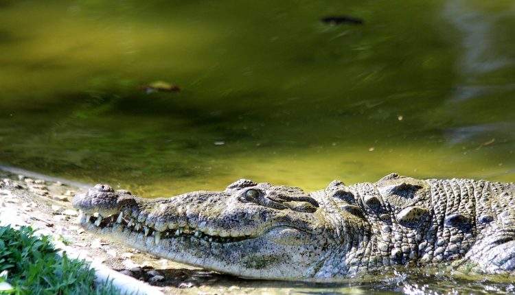 Почему в Австралии много опасных животных